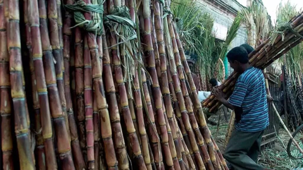 caneup 2025 गन्ना भुगतान, गन्ना बकाया से जुड़ी सभी जानकारी देखे